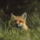 fox_cover